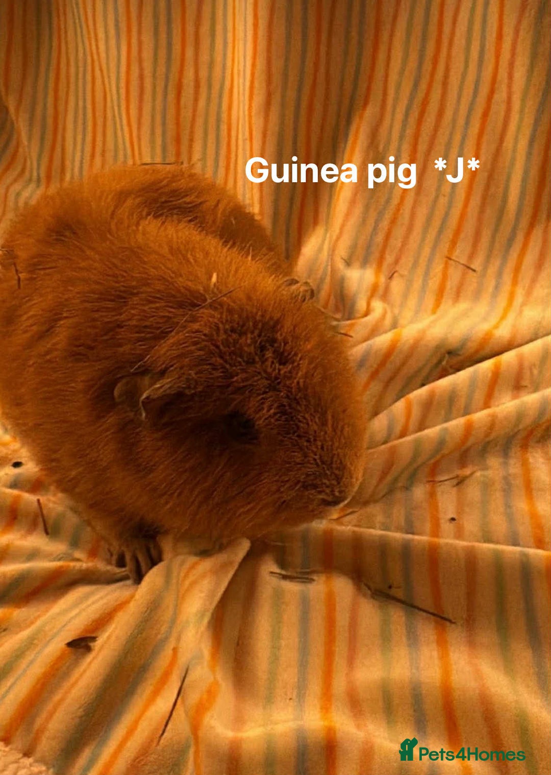 Guinea Pig rodents for sale: Mixed age female Guinea pigs for sale - Advert 9