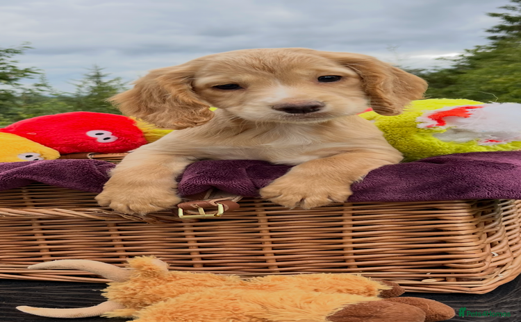 Cocker Spaniel dogs - Advert 16