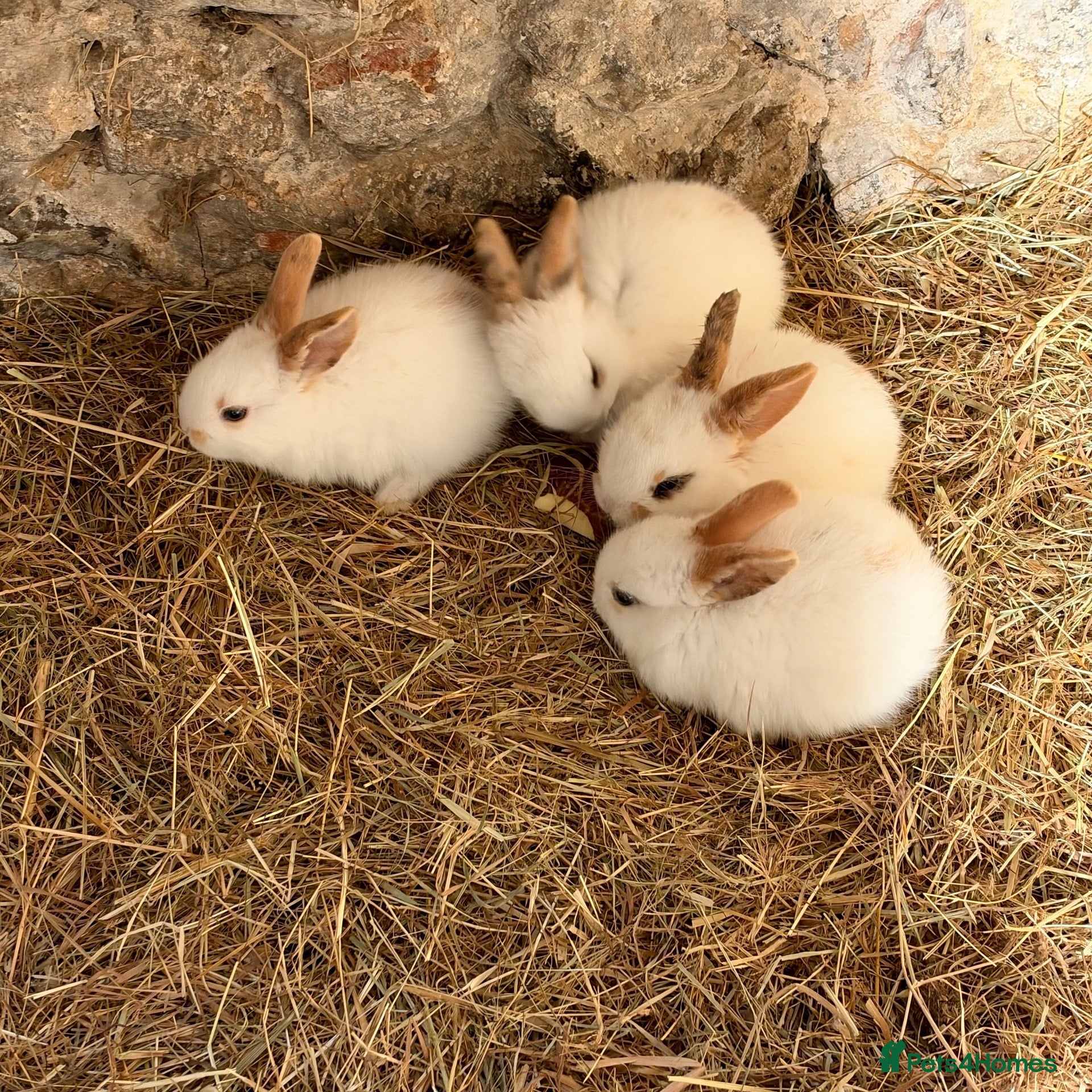 Mixed Breed rabbits Babies available now (October) and new litter Nov  - Advert 11