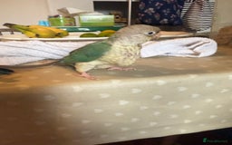 Conures birds for sale: Hand reared baby conures for sale - Image 4