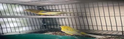 Mixed Breed birds for sale: Canary  - Advert 3