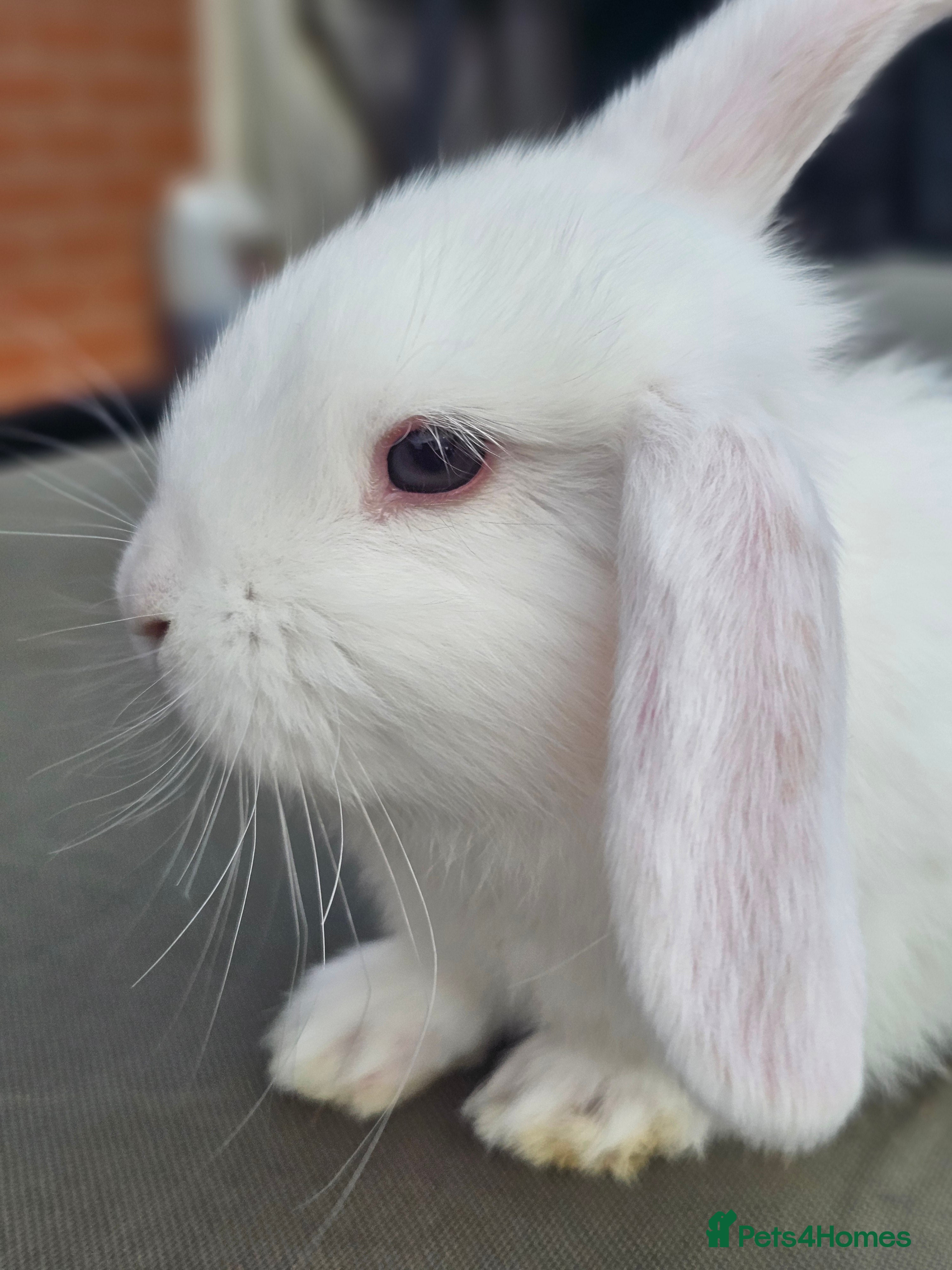 Mini Lop rabbits Beautiful Purbreed Mini Lops - Advert 18