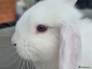 Mini Lop rabbits Beautiful Purbreed Mini Lops - Advert 18