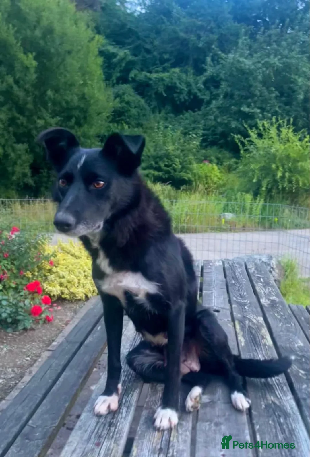 Border Collie dogs for sale: Cute border collie pups - Advert 2