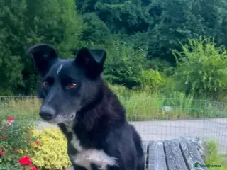 Border Collie dogs Cute border collie pups - Advert 2