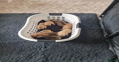 French Bulldog dogs - Advert 6