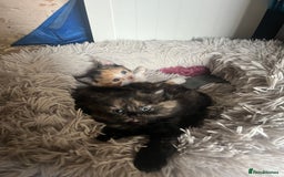 Mixed Breed cats for sale: 2 beautiful female kittens  - Image 4