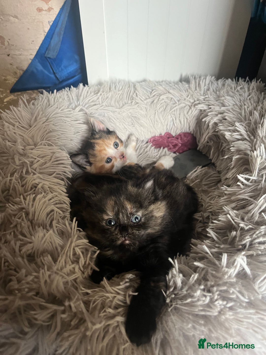 Mixed Breed cats for sale: 2 beautiful female kittens  - Image 4