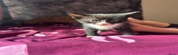 Mixed Breed cats for sale: 5 gorgeous fluffy kittens - Advert 14