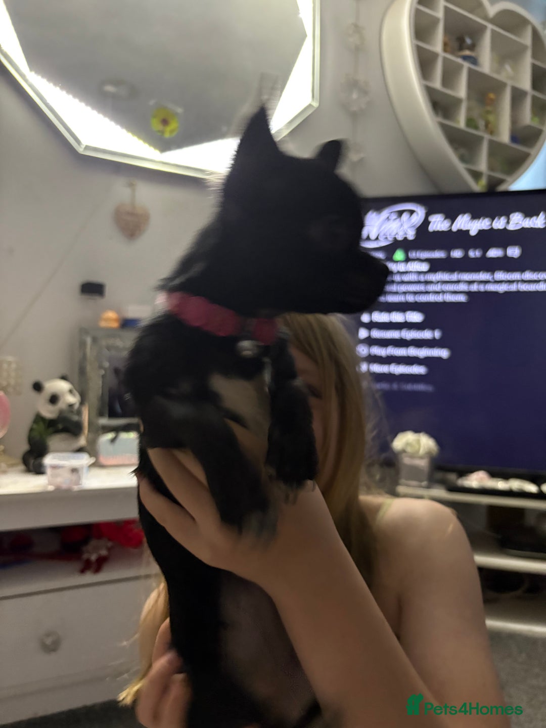 Chihuahua dogs for sale: Tiny black female chihuahua  - Image 2