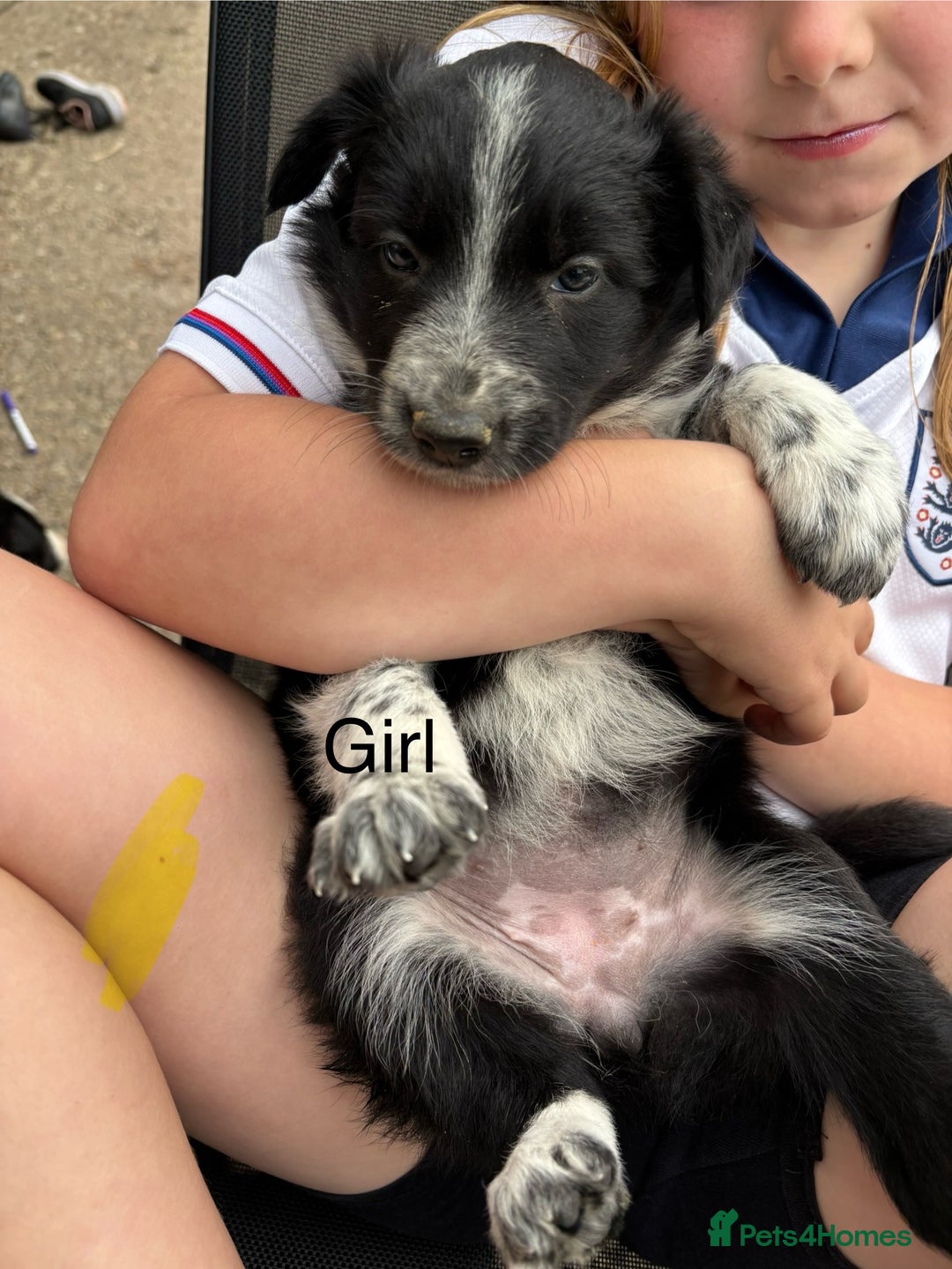 Border Collie dogs for sale: Border collie pups - Image 31