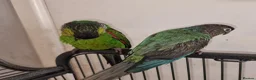 Conures birds for sale: Breeding pair of conure parrots  - Advert 1