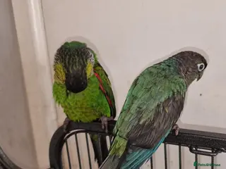 Conures birds Breeding pair of conure parrots - Advert 13