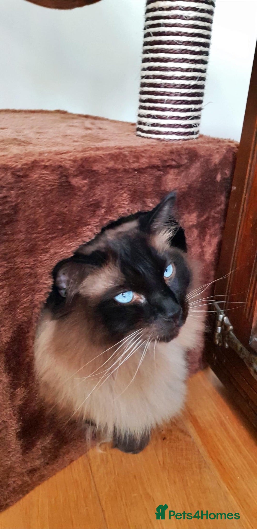 Ragdoll cats Meet Fran - a lovely Seal Point Ragdoll - Advert 1