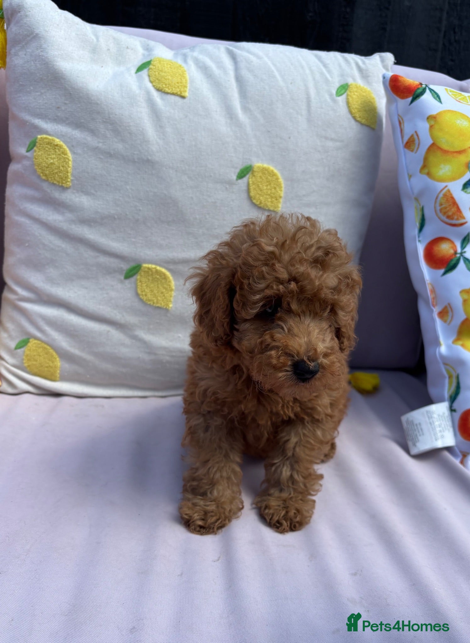 Maltipoo dogs Stunning Maltipoo Puppies  - Advert 2