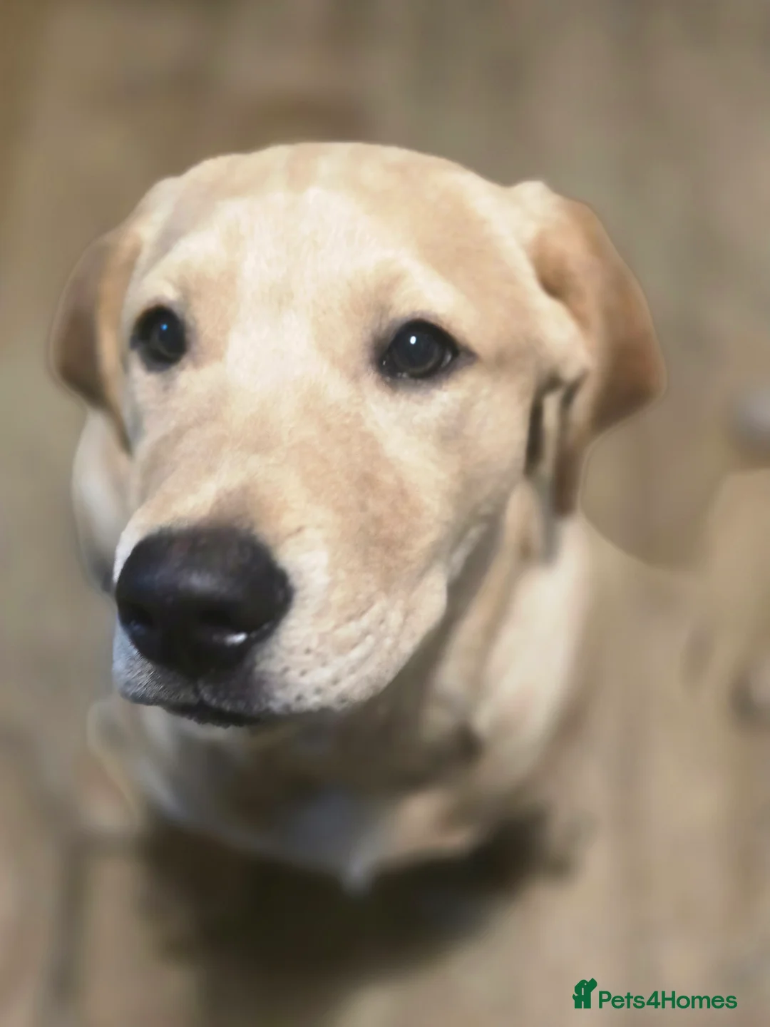 Labrador Retriever dogs for sale: Loving boy needs new home in Witham - Advert 3