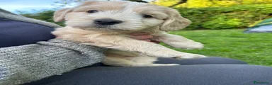 Bertie