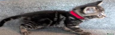 Red collar stripey girl