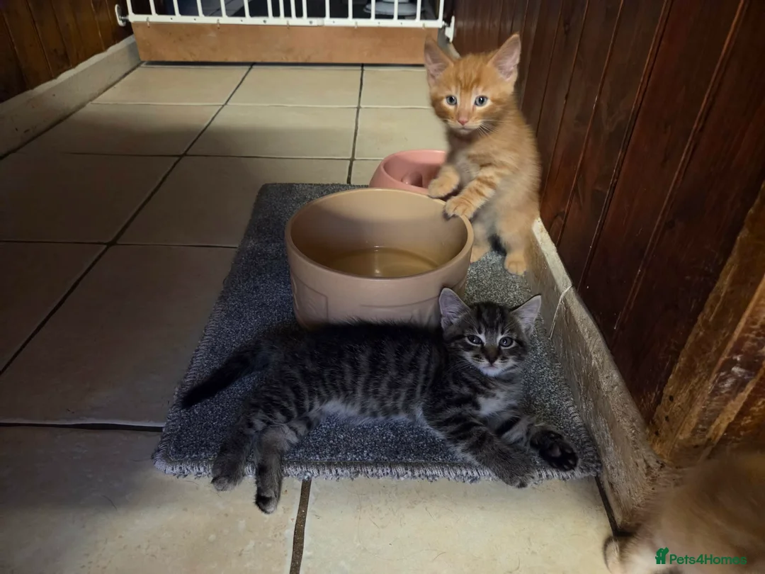 Mixed Breed cats for sale: 4 Amazing kittens in Northampton - Advert 2