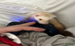 Ferret rodents for sale: 4 month old ferret  - Image 4