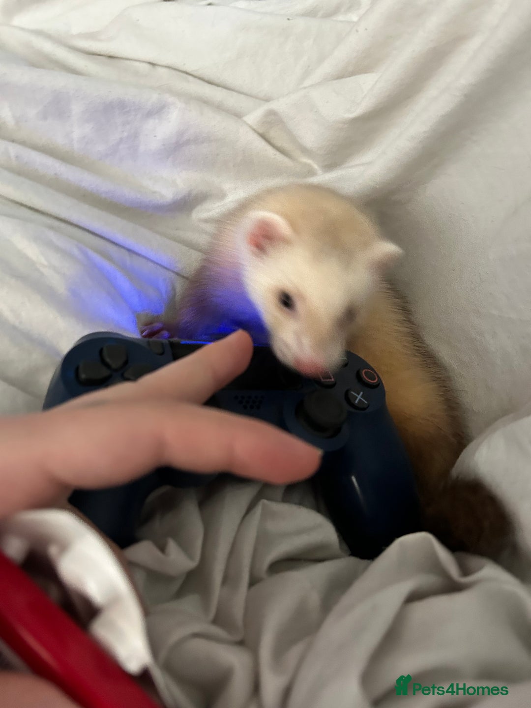Ferret rodents for sale: 4 month old ferret  - Image 4