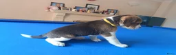Beagle dogs for sale: Beautiful Pure Beagle Puppies  in Ledbury - Advert 10