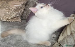 Ragdoll cats for sale: GCCF Registered Pedigree Lilac Point Ragdolls in Dundee - Image 2