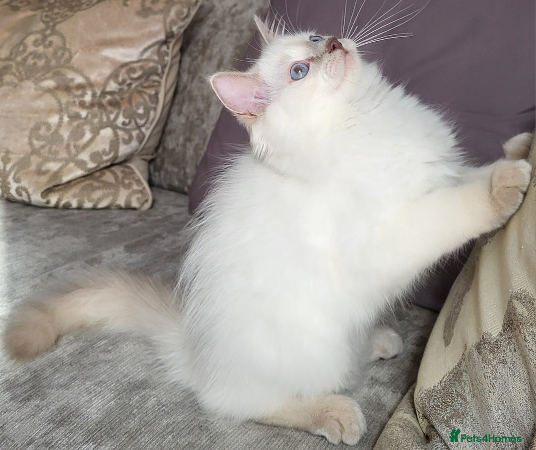 Ragdoll cats for sale: GCCF Registered Pedigree Lilac Point Ragdolls in Dundee - Image 2