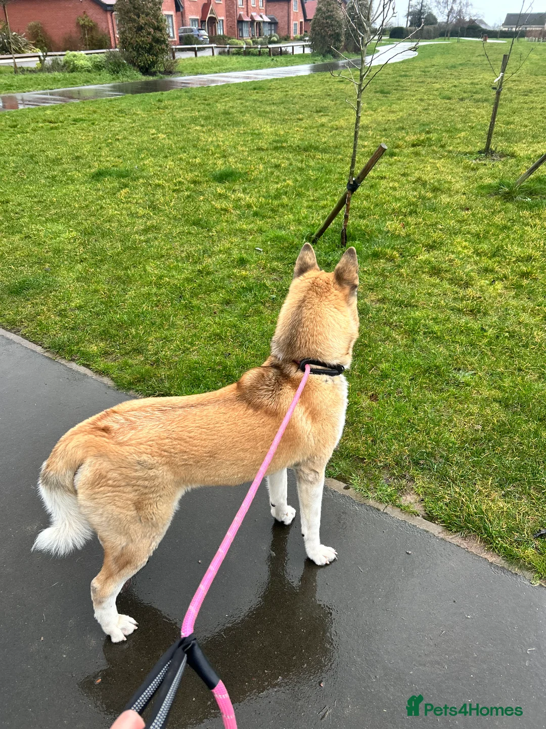 Akita dogs for sale: American Akita  - Advert 3