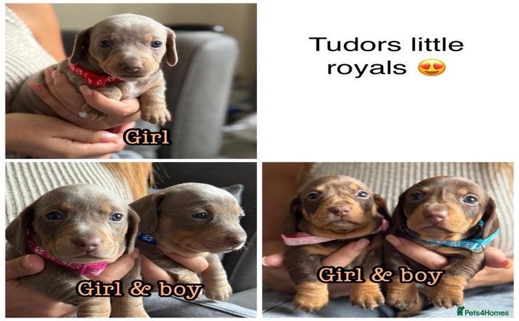 Miniature Dachshund dogs - Advert 14