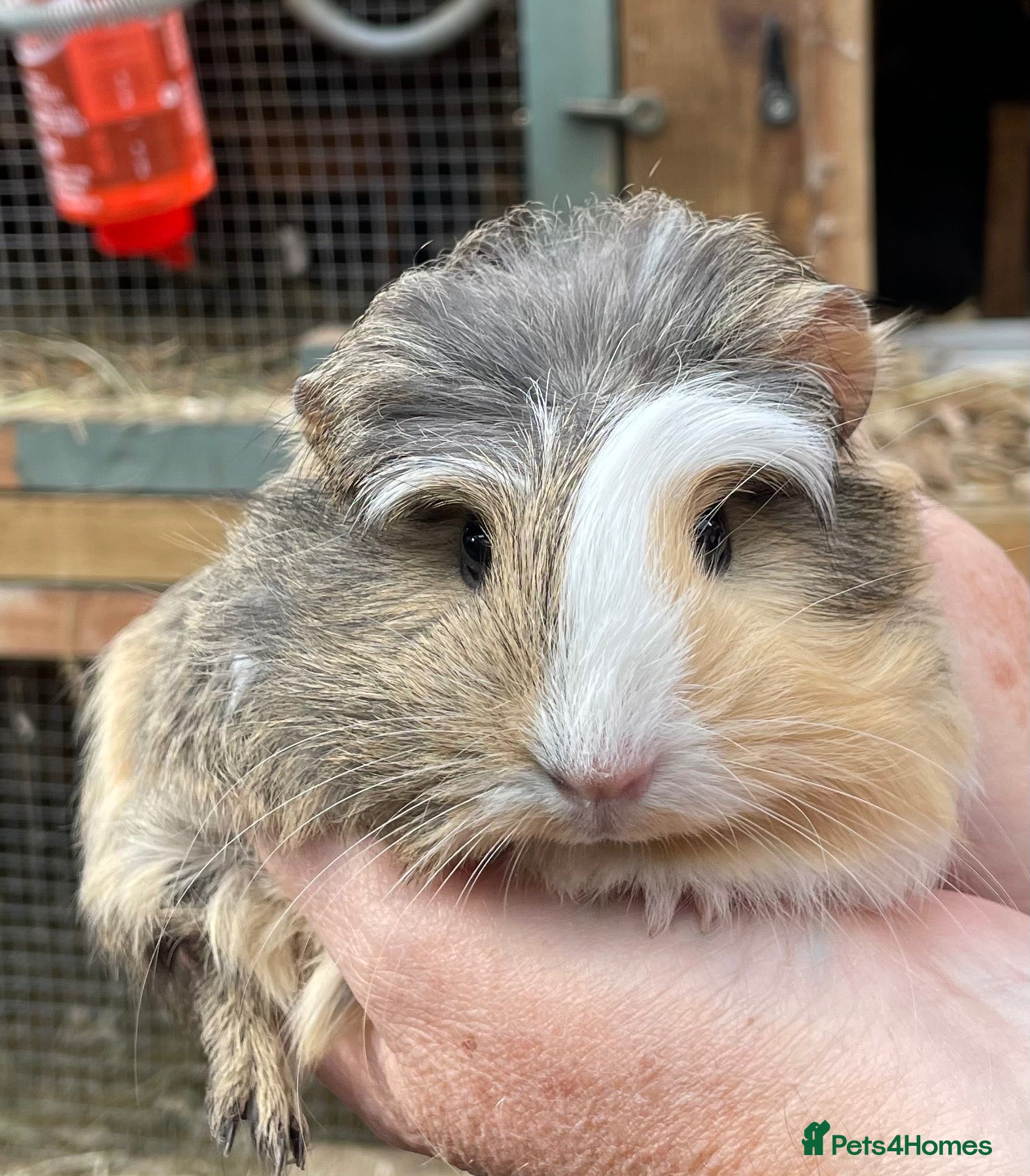 Guinea Pig rodents Baby guinea pigs  - Advert 9