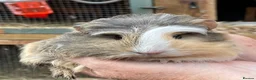 Guinea Pig rodents for sale: Baby guinea pigs  - Advert 9