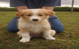 Border Collie dogs for sale: Gold/white KC reg health tested Border Collies in Boston - Image 3
