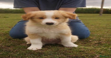 Border Collie dogs in Boston - Advert 13