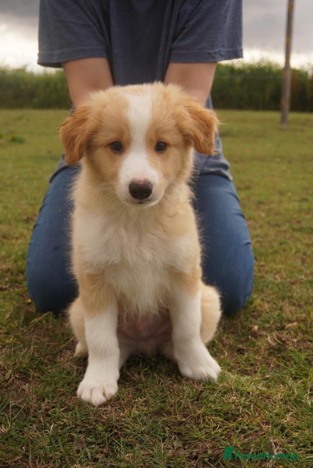 Border Collie dogs for sale: Gold/white KC reg health tested Border Collies in Boston - Image 3