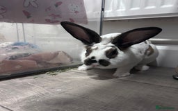 Rex rabbits for sale: Male Standard rex - Image 2