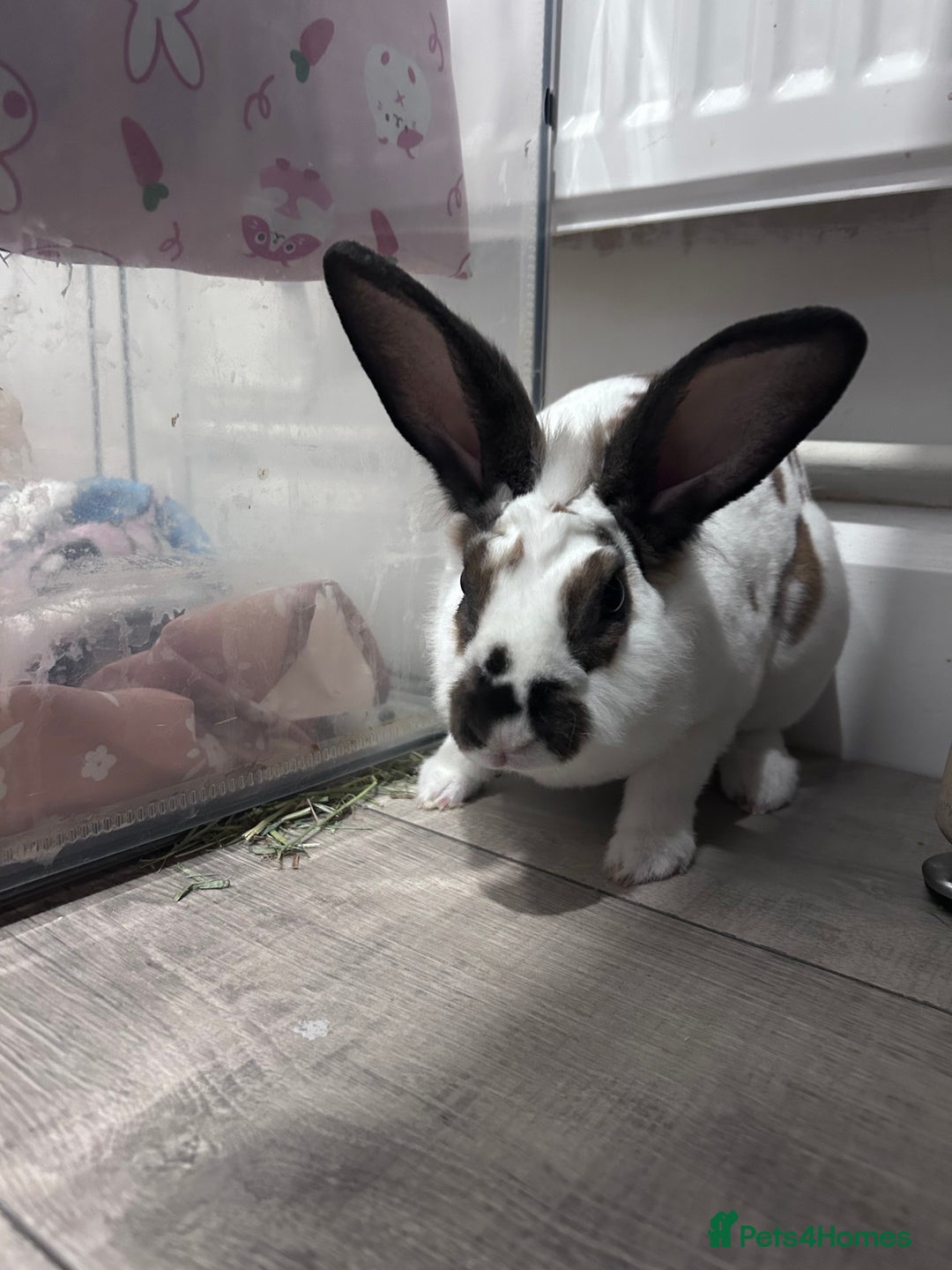 Rex rabbits for sale: Male Standard rex - Image 2