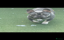 French Bulldog dogs for stud: French bulldog male stud  - Image 9
