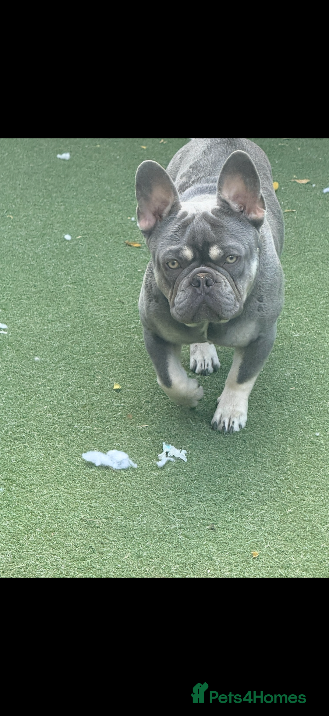 French Bulldog dogs for stud: French bulldog male stud  - Image 9