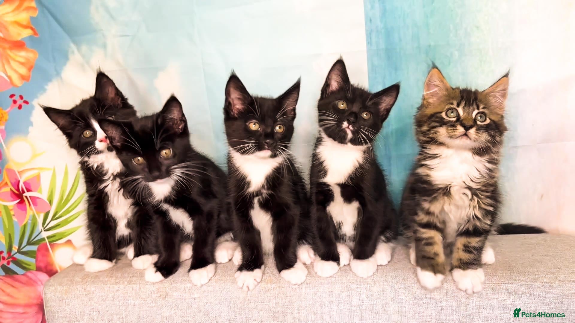 Mixed Breed cats Maine Coon Mix Kittens Tabby and Tuxedo, Richmond - Advert 5
