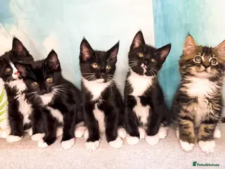 Mixed Breed cats Maine Coon Mix Kittens Tabby and Tuxedo, Richmond - Advert 5