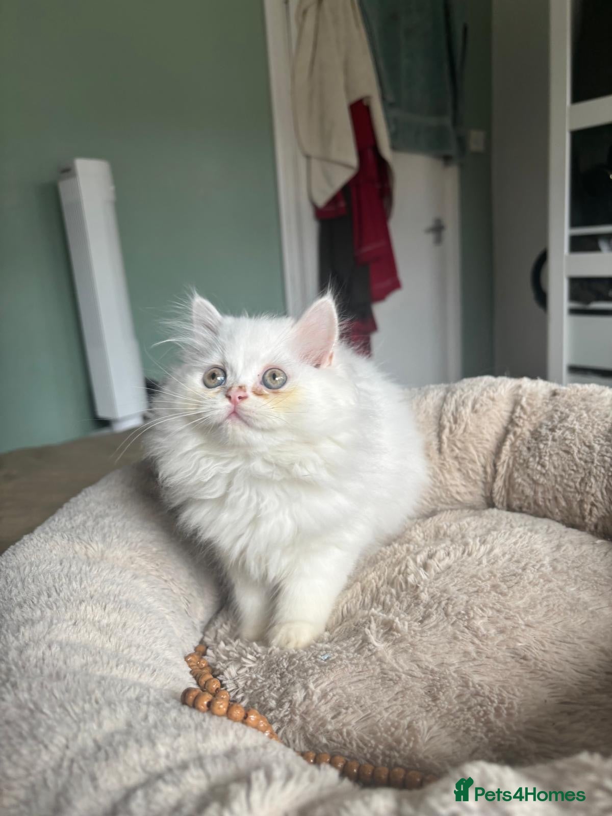 Persian cats 5 adorable Persian kittens for sale - Advert 1