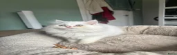 Persian cats for sale: 5 adorable Persian kittens for sale in Birmingham - Advert 1