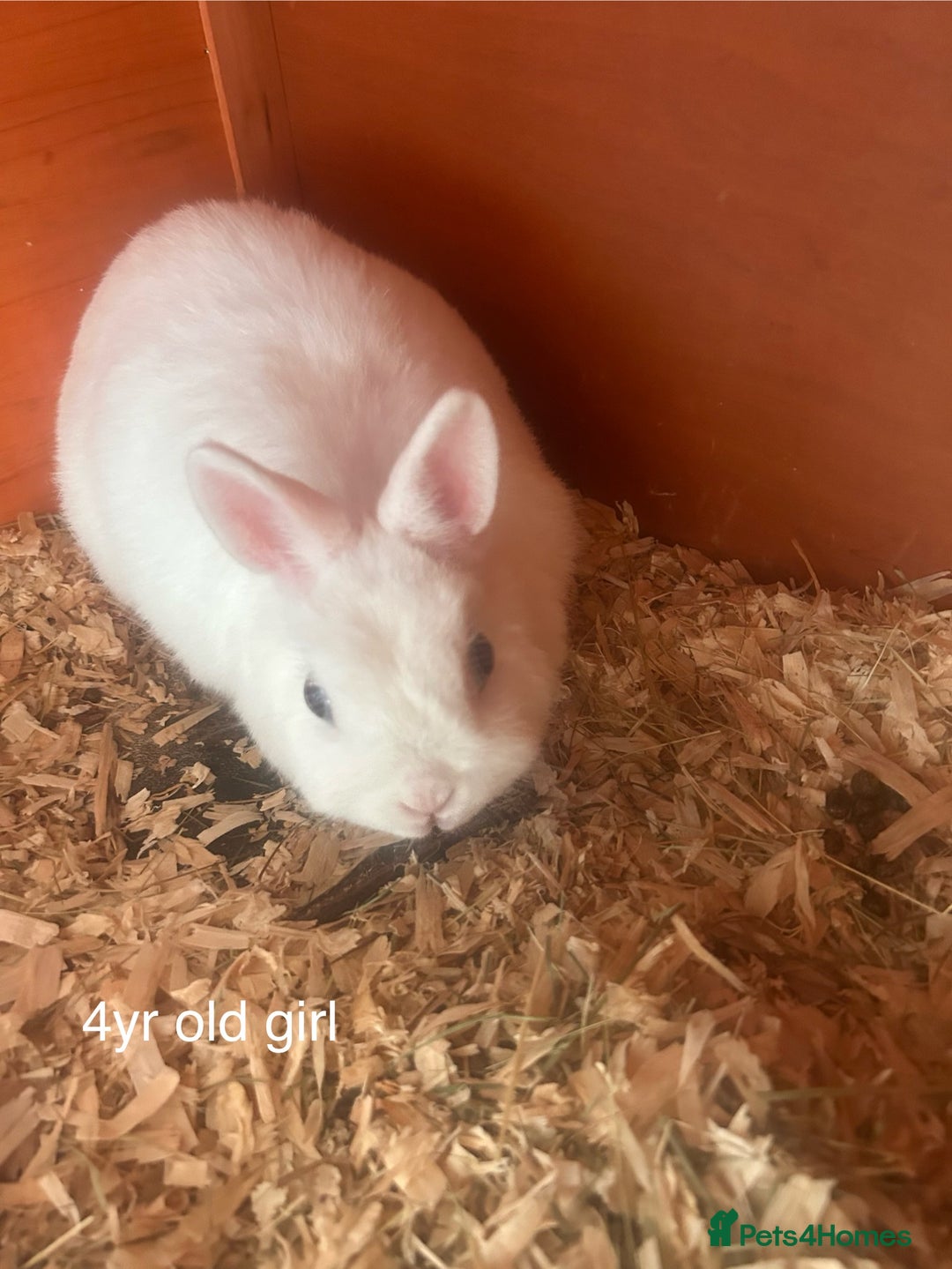 Netherland Dwarf rabbits for sale: Netherland dwarfs bunny’s for sale - Image 3