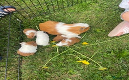 Guinea Pig rodents for sale: Baby guinea pigs  - Image 2