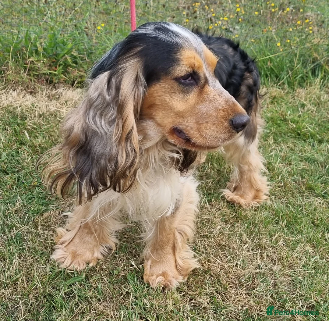 Cocker Spaniel dogs for stud: KC Registered Show  - Advert 2