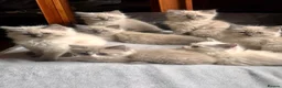 Ragdoll cats for sale: Gorgeous Ragdoll Kittens for Forever Homes!  - Advert 6