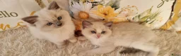 Ragdoll cats for sale: 💕BEAUTIFUL TICA REGISTERED RAGDOLLS KITTENS 💕 - Advert 17