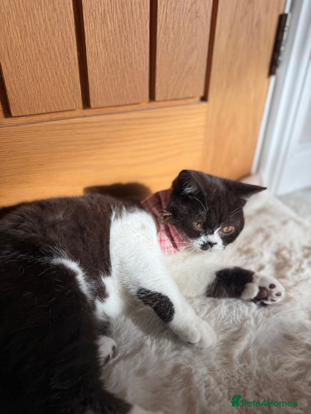 British Shorthair cats for sale: BSH GCCF Active Registered champion lines - Image 4