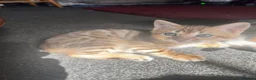 Bengal cats for sale: Bengal kittens  - Advert 10